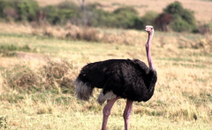 Ostrich