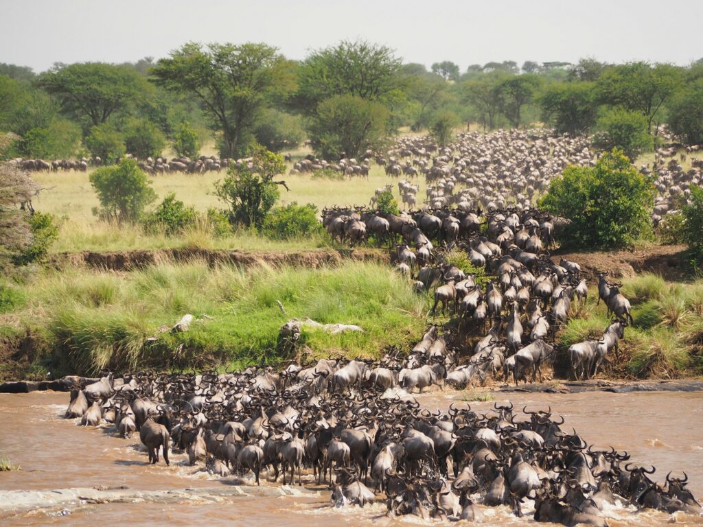 3 Days Maasai Mara Midrange Safari