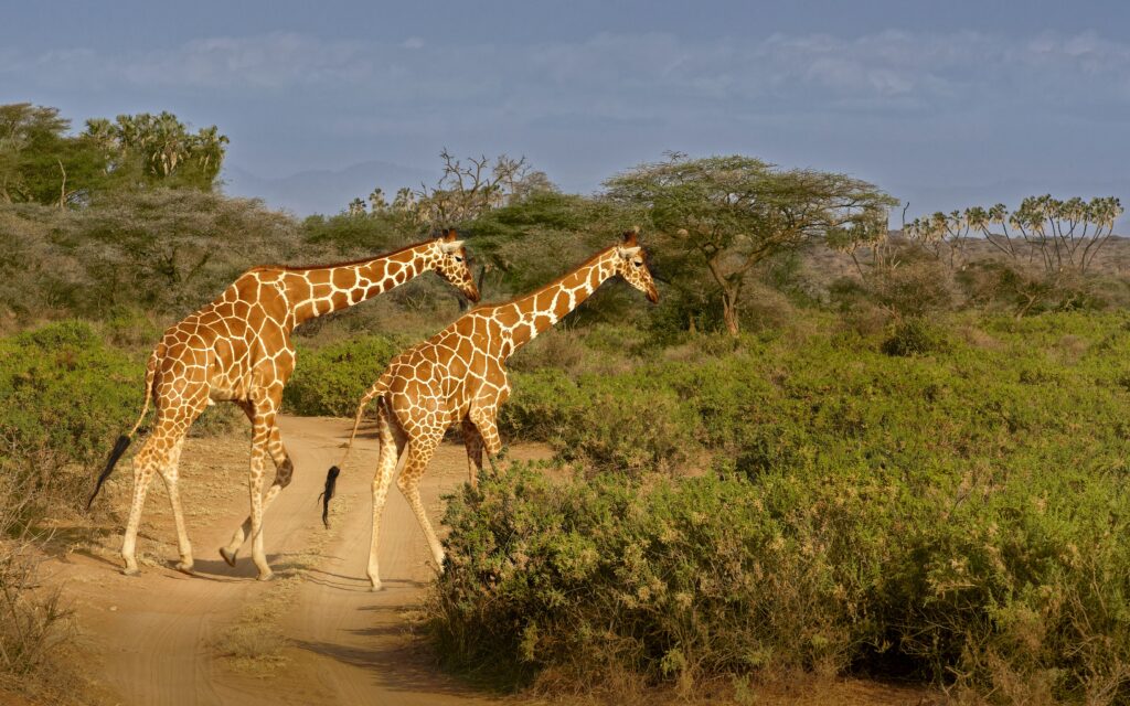Samburu landscape