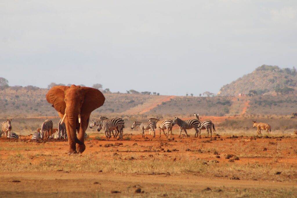 4 Days Amboseli & Tsavo West Safari