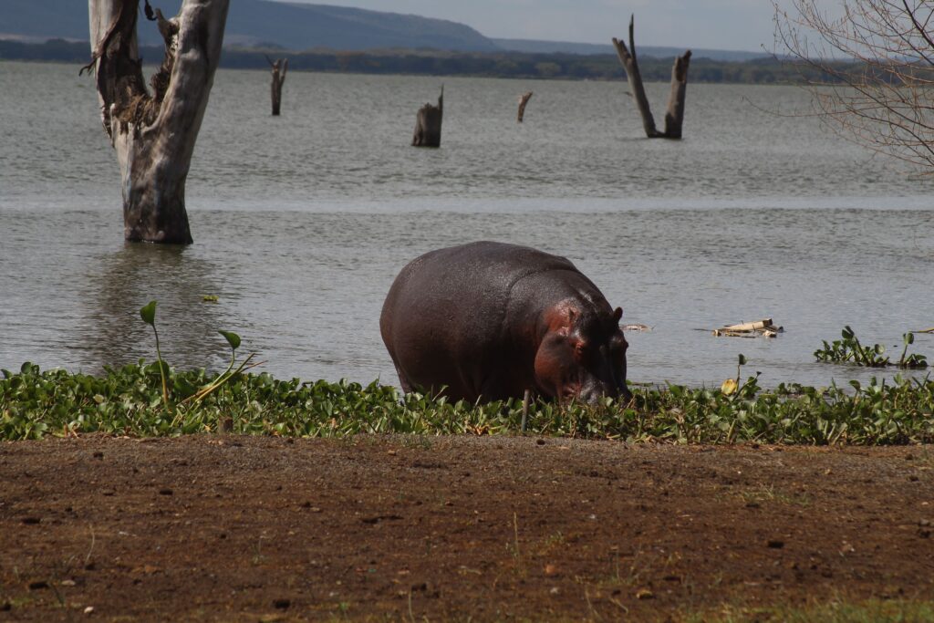 5 Days Masai Mara, Lake Nakuru & Naivasha Safari