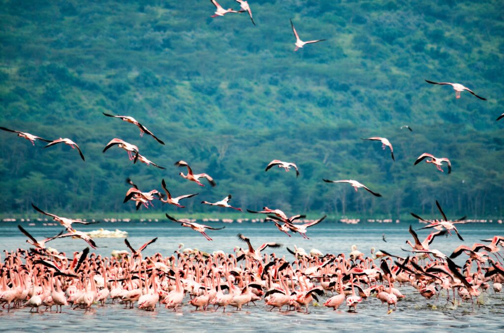 Lake Nakuru safari landscape