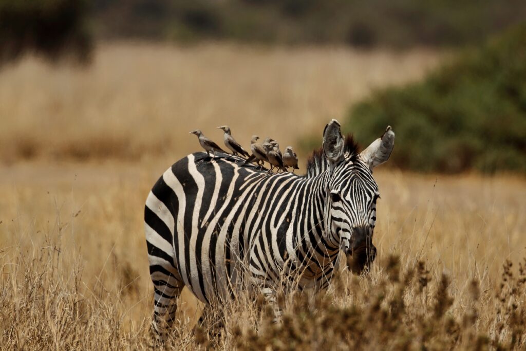 Amboseli landscape