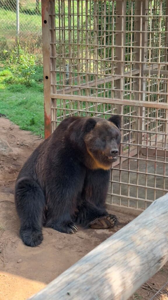 Only Bear in Kenya