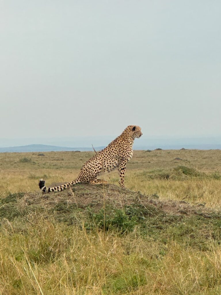 Cheetah